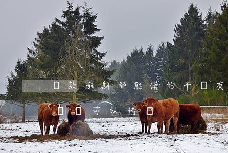 貸款逾期都能借的平臺(有嚴重的逾期什么平臺還可以借錢)
