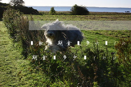 貸款逾期金額多大會(huì)判刑(貸款逾期金額多少會(huì)被起訴)