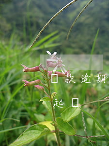 貸款逾期銀行5年沒起訴(貸款逾期2年未被起訴)