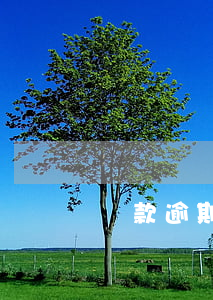 貸款逾期銀行下發(fā)律師函怎么辦