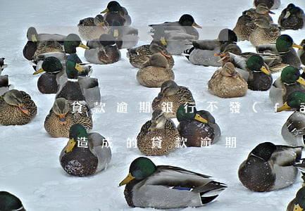 貸款逾期銀行不發(fā)短信(銀行不提醒造成的貸款逾期)