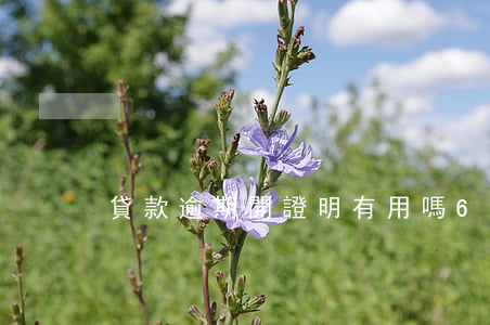 貸款逾期開證明有用嗎6(逾期了怎么開證明)