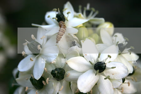 貸款逾期騷擾犯法嗎(貸款逾期違法嗎)