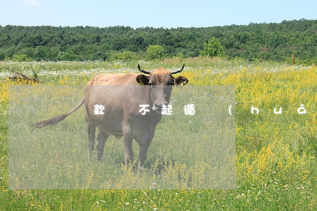 貸款還不起循環(huán)額度
