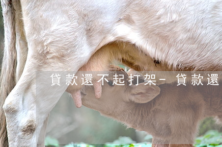 貸款還不起打架-貸款還不起打架