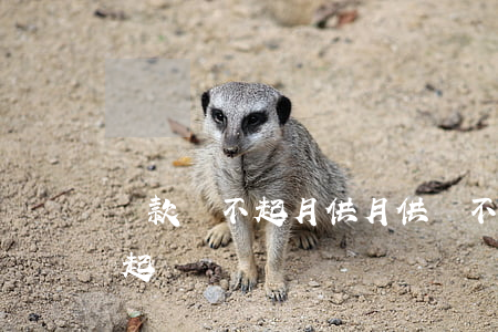 貸款還不起月供(月供還不起了,只能等著銀行起訴嗎)