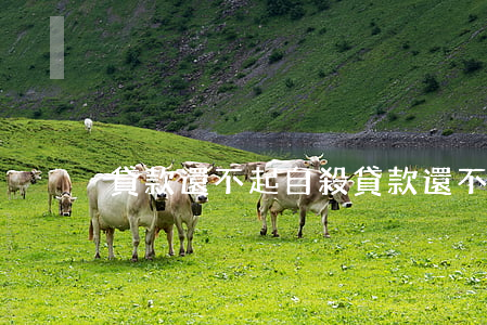 貸款還不起自殺(貸款還不起想死了)