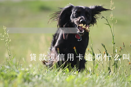貸款還信用卡逾期(什么叫信用卡逾期還款)
