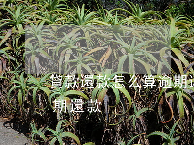 貸款還款怎么算逾期還款(貸款還款怎么算逾期還款)