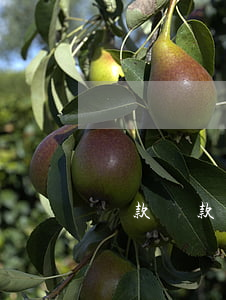 貸款還款逾期了兩天(逾期第二天就還了)