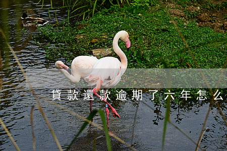 貸款還款逾期了六年怎么辦信用卡