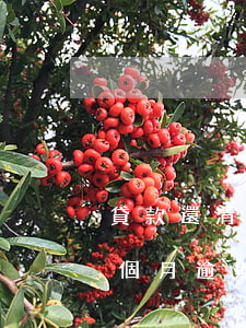 貸款還清了逾期過幾次(房貸連續(xù)幾個月逾期,但都還了)