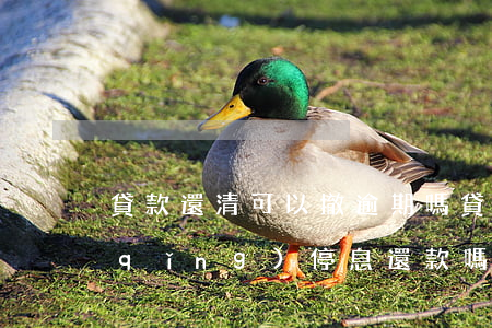 貸款還清可以撤逾期嗎(貸款逾期可以申請(qǐng)停息還款嗎?)