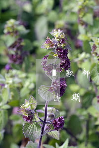 貸款部分的房款逾期(房貸每個(gè)月都逾期)
