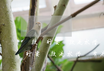 貸款銀行要還款流水借唄有流水嗎-貸款銀行要還款流水借唄有流水嗎怎么查