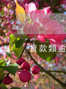 貸款類逾期，貸款逾期類型