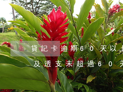 貸記卡逾期60天以上(從未逾期過的貸記卡及透支未超過60天)