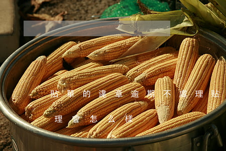 貼單的違章逾期不處理 貼單的違章逾期不處理會怎么樣