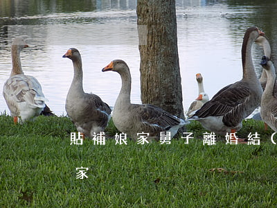 貼補娘家舅子離婚(結(jié)婚后補貼娘家)