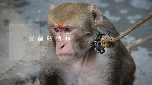 賀蘭縣傳銷