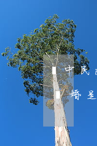 資中民政局辦理離婚需要冷靜期嗎(民政局辦離婚是不是有一個(gè)月的冷靜期)