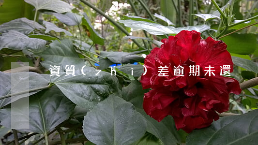 資質(zhì)差逾期未還