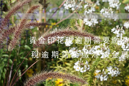 資金印花稅逾期需要繳滯納金嗎-資金印花稅逾期需要繳滯納金嗎怎么算