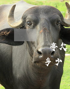 賈躍亭欠了多少網(wǎng)貸(賈躍亭欠債多少錢)