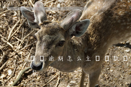 賒唄逾期怎么主動還款(賒唄逾期怎么主動還款)