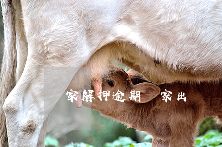 賣家解押逾期(買家出錢為賣家解押)