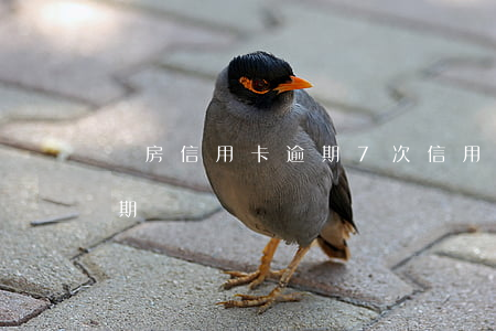 賣房信用卡逾期7次(信用卡7天后再還算逾期嗎?)