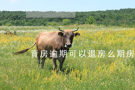 賣房逾期可以退房么(期房逾期可以退房嗎)