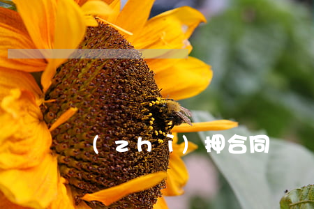 質(zhì)押合同糾紛如何處理