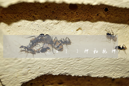 質(zhì)押和抵押