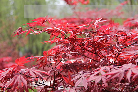 賬單免息分期12期