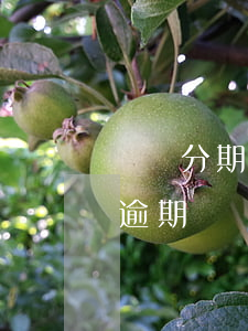 賬單分期借唄逾期怎么辦(借唄逾期在分期算逾期嗎)