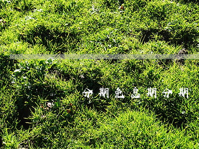賬單分期免息期(分期還款免息)