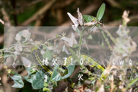 賭博欠了10萬網(wǎng)貸(網(wǎng)賭欠網(wǎng)貸十萬怎么還)