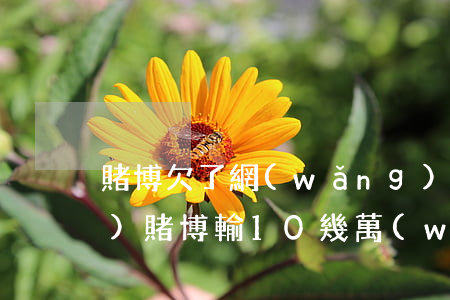 賭博欠了網(wǎng)貸十幾萬(wàn)(賭博輸10幾萬(wàn)網(wǎng)貸欠4萬(wàn))