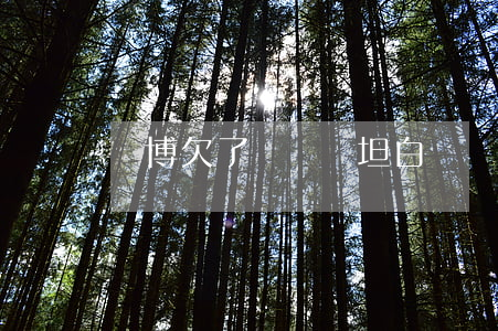 賭博欠了網貸該坦白嗎(賭博欠了網貸該坦白嗎)
