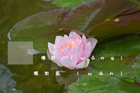 賭博欠網(wǎng)貸5萬(wàn)(賭博欠五萬(wàn))