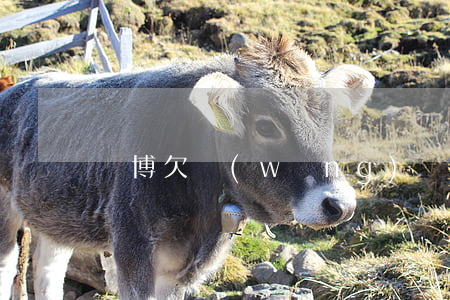 賭博欠網(wǎng)貸夜夜失眠