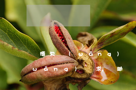 賭博欠網(wǎng)貸求幫助(賭博欠網(wǎng)貸求幫助)