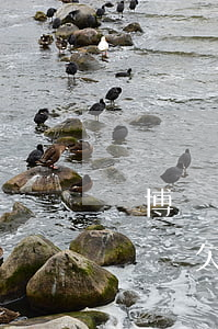 賭博輸了欠網(wǎng)貸該怎么辦(賭博輸錢欠了很多網(wǎng)貸怎么辦)