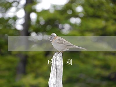 賭場放高利貸