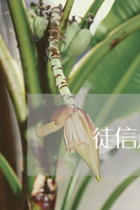 賭徒信用卡逾期怎么辦