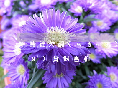 賭徒欠網(wǎng)貸(賭徒欠網(wǎng)貸很害怕)
