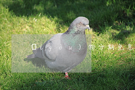 購(gòu)物分期免息什么意思