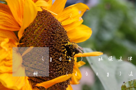 購(gòu)買社保法律法規(guī)(新勞動(dòng)法對(duì)購(gòu)買社會(huì)保險(xiǎn)是怎么規(guī)定的)