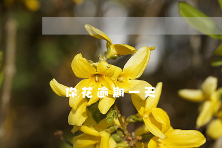 購你花逾期一天